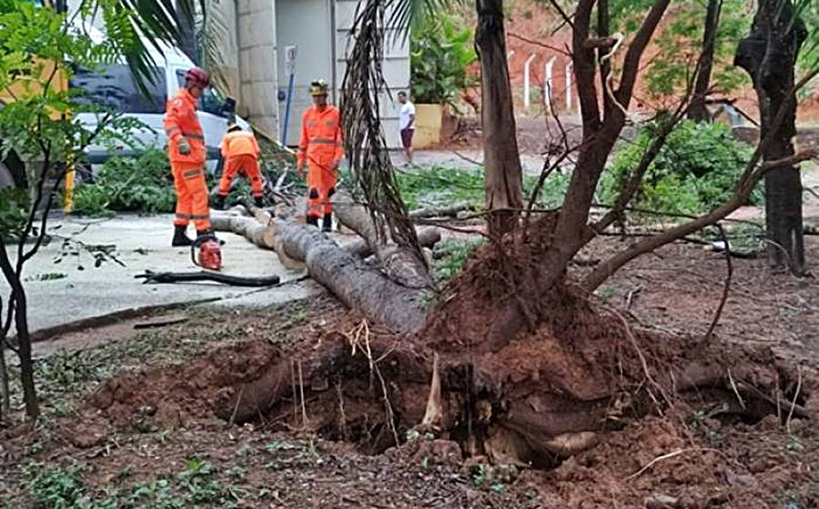 Temporal derruba árvores e causa alagamentos em Muriaé