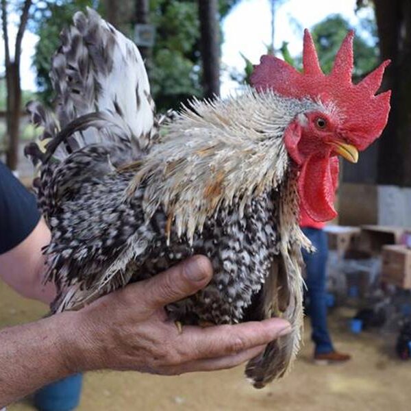 Associação Mineira dos Criadores de Chabo em Leopoldina convoca reunião para Assembleia Geral Extraordinária