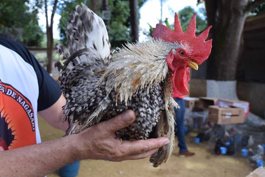Associação Mineira dos Criadores de Chabo em Leopoldina convoca reunião para Assembleia Geral Extraordinária