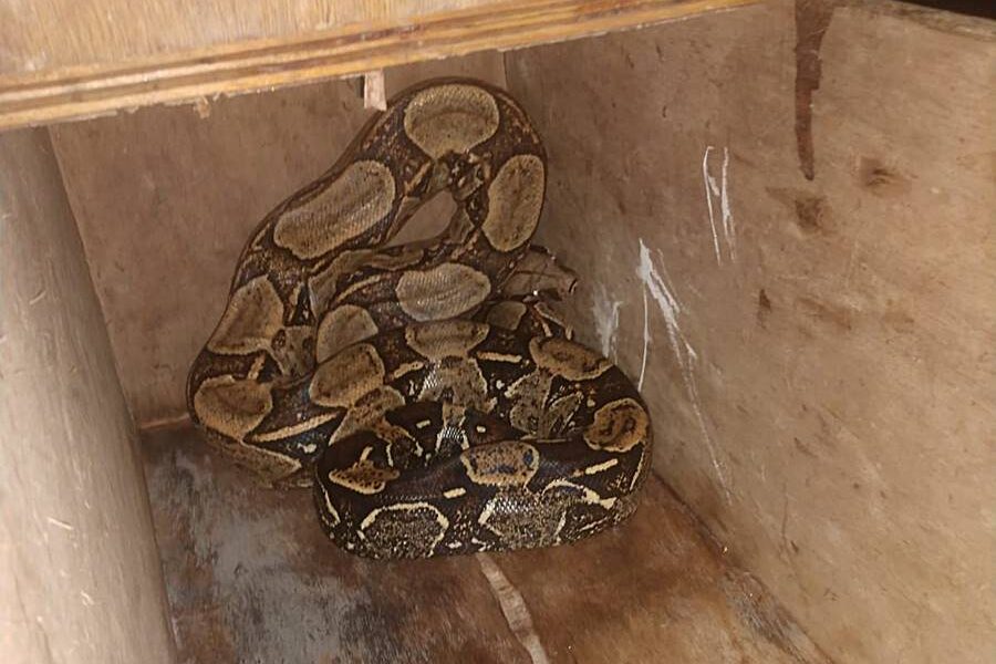 Cobra jiboia é capturada no quintal de residência em Recreio