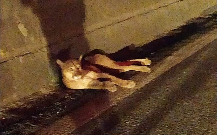 Onça-parda é resgatada pelo Corpo de Bombeiros após ser atropelada em JF