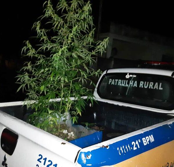 PM apreende pé de maconha e prende uma pessoa em Leopoldina