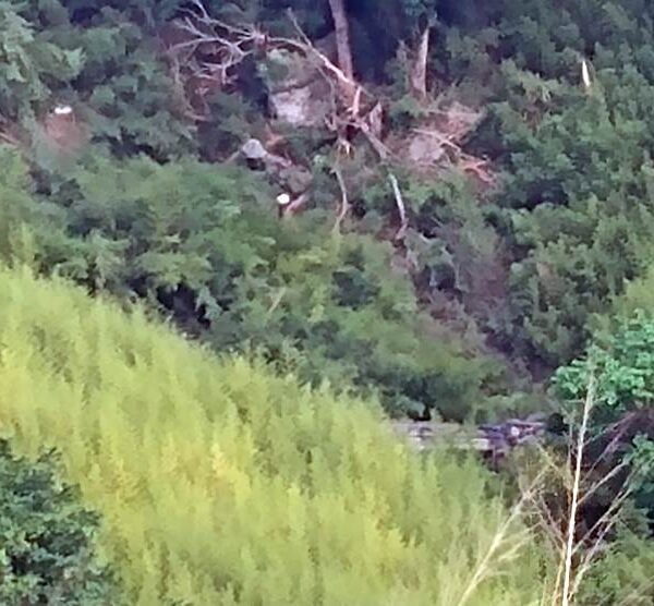 Queda de ônibus em ribanceira deixa 4 mortos na BR-116 em Leopoldina