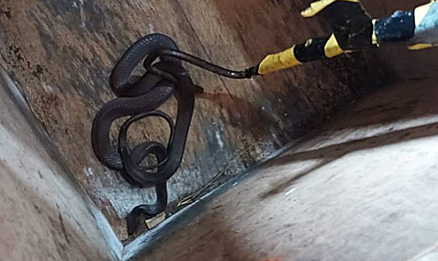 Bombeiros capturam serpente dentro de quarto de bebê em Cataguases