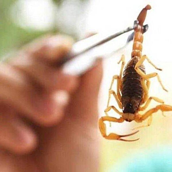 Cuidados com animais peçonhentos devem ser redobrados nesta época do ano