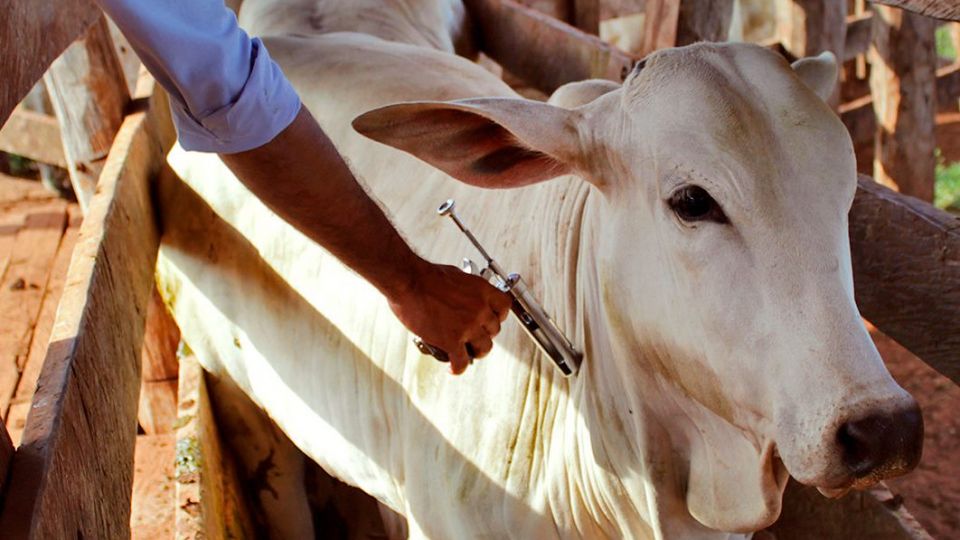 Vacinação contra febre aftosa em Minas é prorrogada até 20 de dezembro