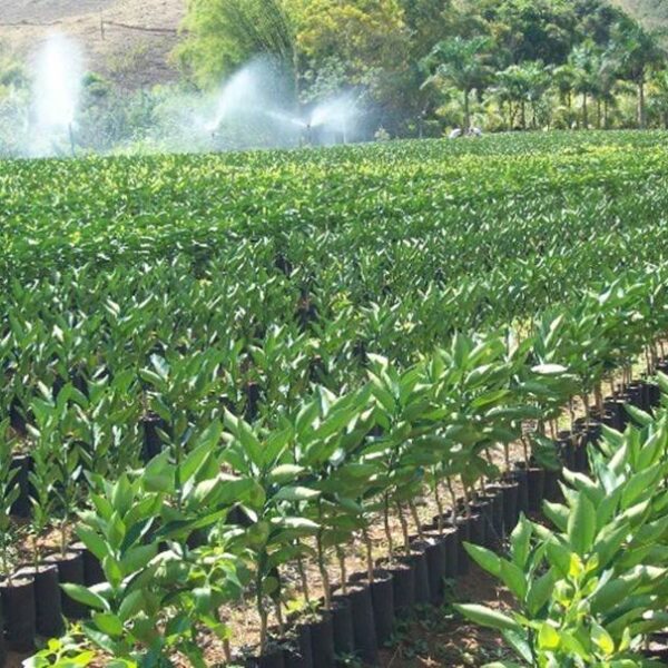 Prefeitura e produtores de mudas de Dona Euzébia pedem mais prazo para adequação