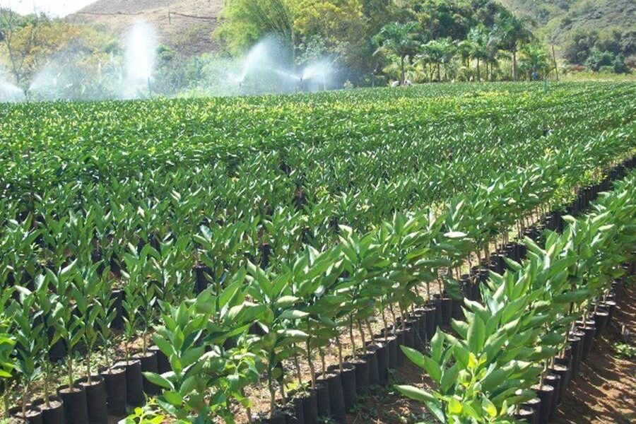 Prefeitura e produtores de mudas de Dona Euzébia pedem mais prazo para adequação