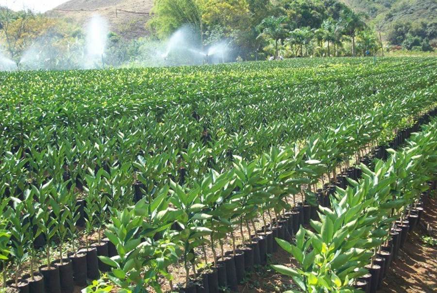 Prefeitura e produtores de mudas de Dona Euzébia pedem mais prazo para adequação