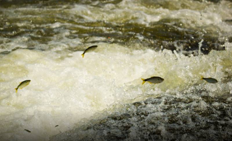Piracema tem início nesta segunda-feira e traz restrições à pesca de peixes nativos