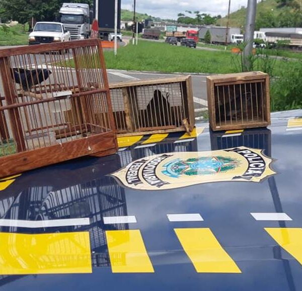 PRF recupera pássaros silvestres durante fiscalização na BR-116 em Leopoldina