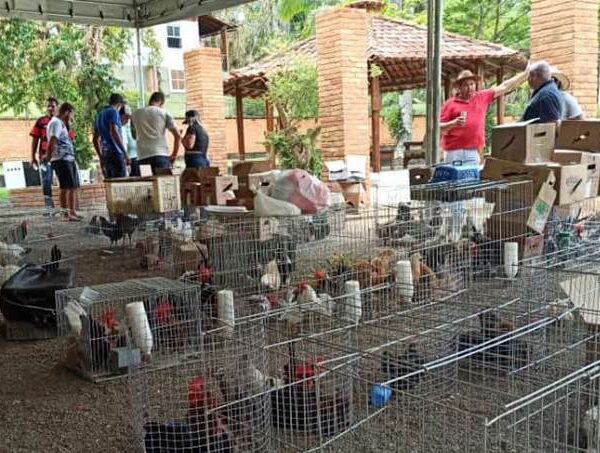 Leopoldina realiza 1ª Catirada e cria Associação Mineira dos Criadores de Chabo do município