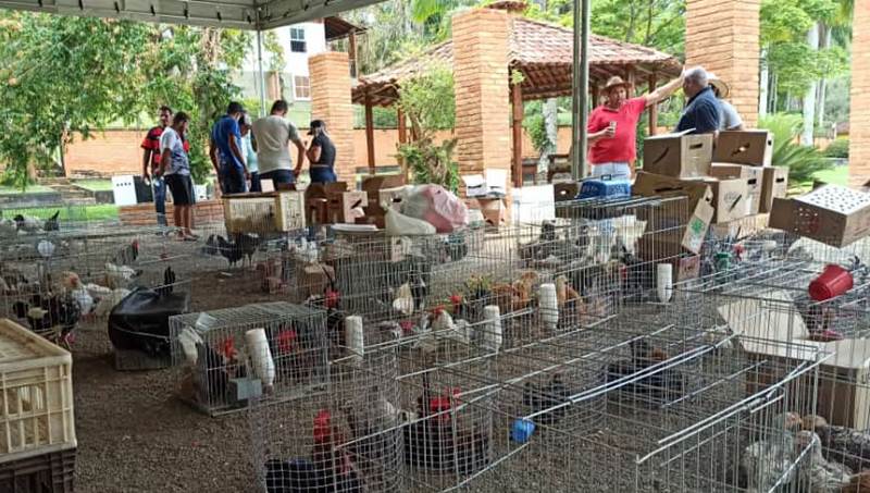 Leopoldina realiza 1ª Catirada e cria Associação Mineira dos Criadores de Chabo do município