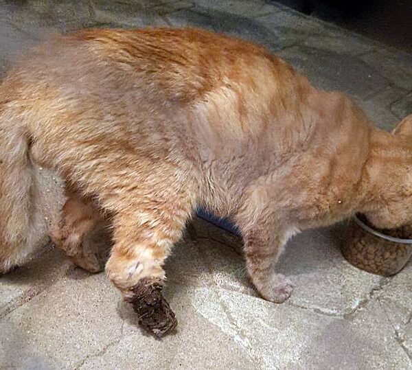 Internautas pedem ajuda para custear tratamento de gato que precisa amputar pata em Leopoldina