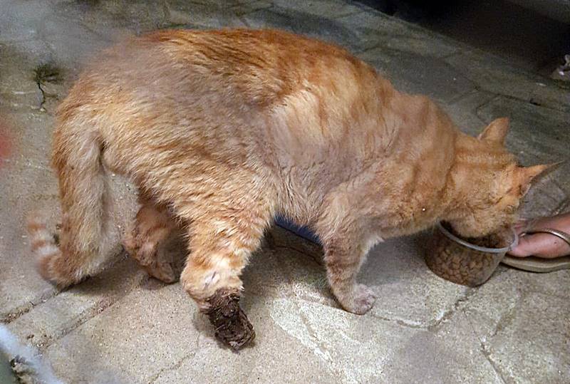 Internautas pedem ajuda para custear tratamento de gato que precisa amputar pata em Leopoldina