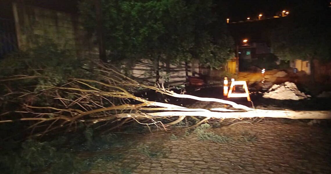 Chuva e vento forte provocam queda de árvore em Leopoldina