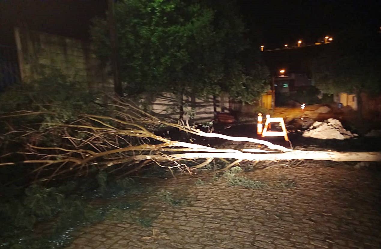 Chuva e vento forte provocam queda de árvore em Leopoldina