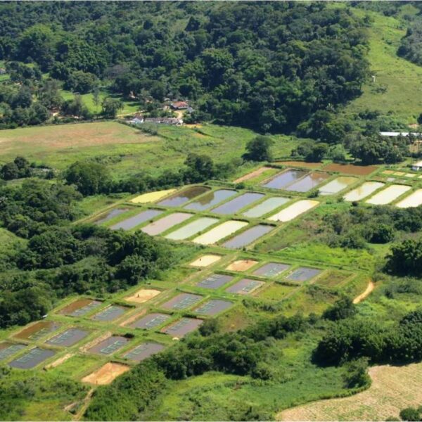 Epamig e Senar realizam dia de campo de cafeicultura e piscicultura em Leopoldina