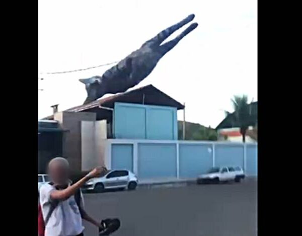 Vídeo que mostra maus-tratos a gato causa revolta em Além Paraíba