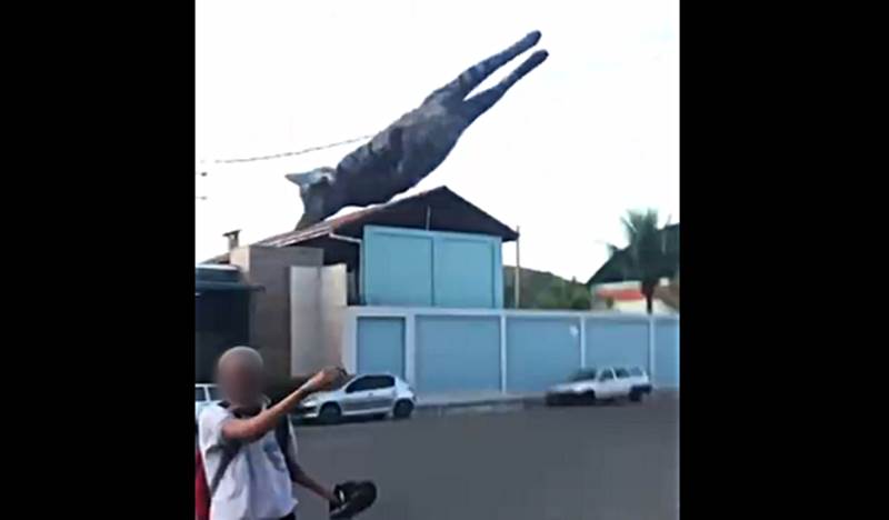 Vídeo que mostra maus-tratos a gato causa revolta em Além Paraíba