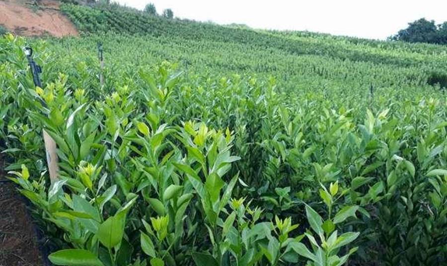 Ministério da Agricultura propõe TAC à prefeitura e produtores rurais de Dona Euzébia