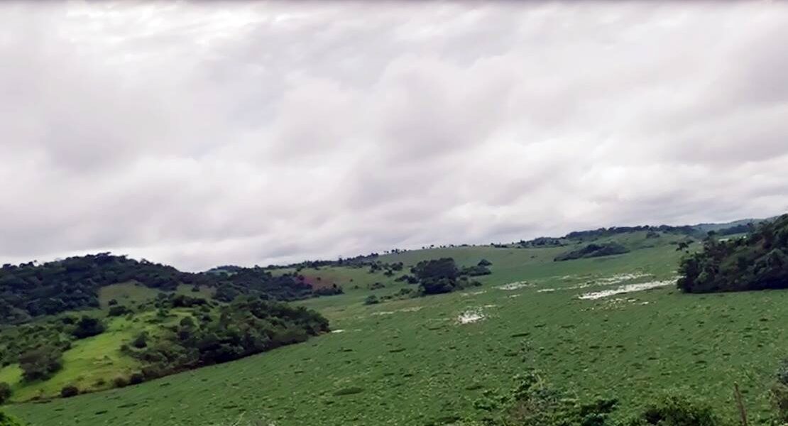 Lago da Usina de Barra do Braúna está repleto de plantas aquáticas