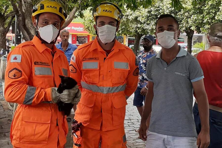 Bombeiros de Leopoldina resgatam gatos dentro do capô de veículos