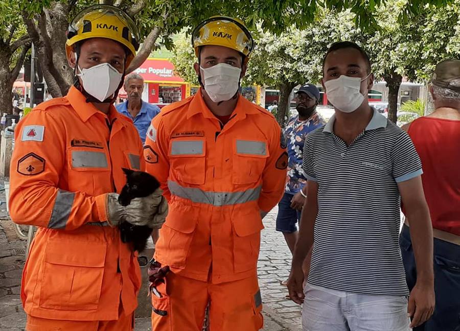 Bombeiros de Leopoldina resgatam gatos dentro do capô de veículos