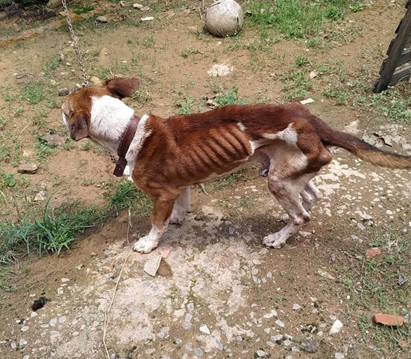 Homem é preso e multado por maus tratos a cachorro em Miraí