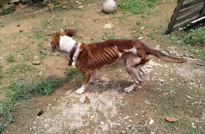 Homem é preso e multado por maus tratos a cachorro em Miraí