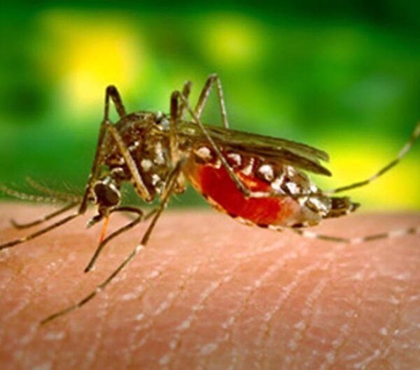 Vacina contra dengue começa a ser aplicada em fevereiro no Brasil
