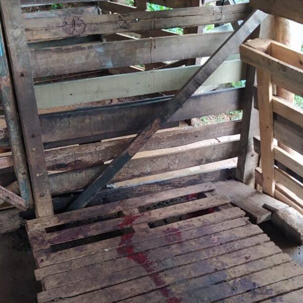 Ataques de onça assustam moradores em Leopoldina