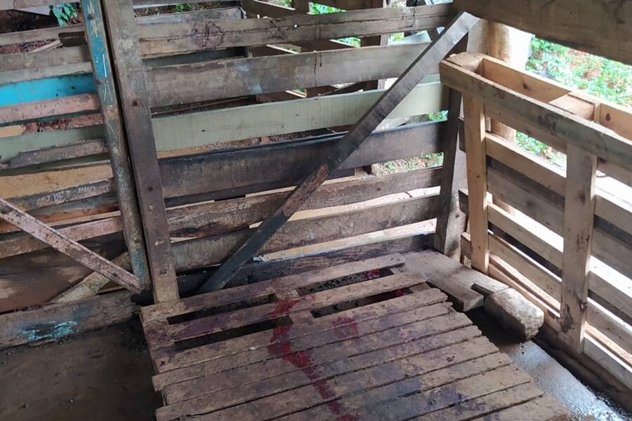 Ataques de onça assustam moradores em Leopoldina