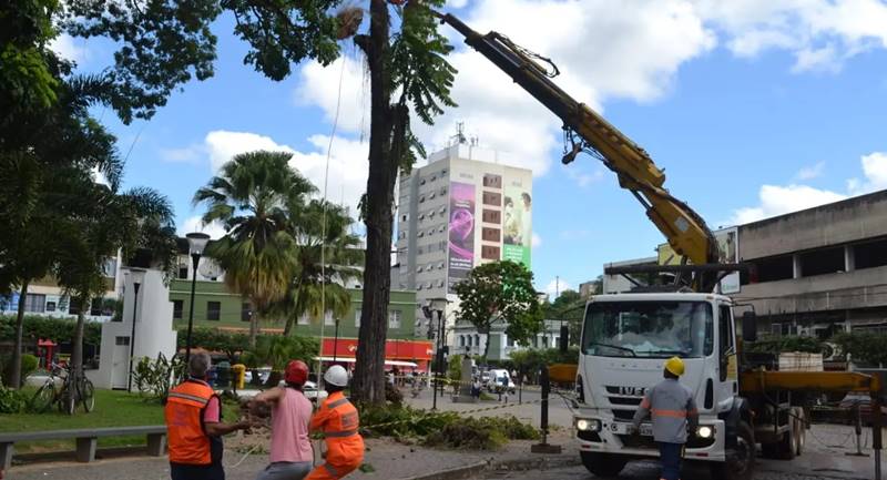 Galhos com risco de queda na Praça Félix Martins em Leopoldina são removidos