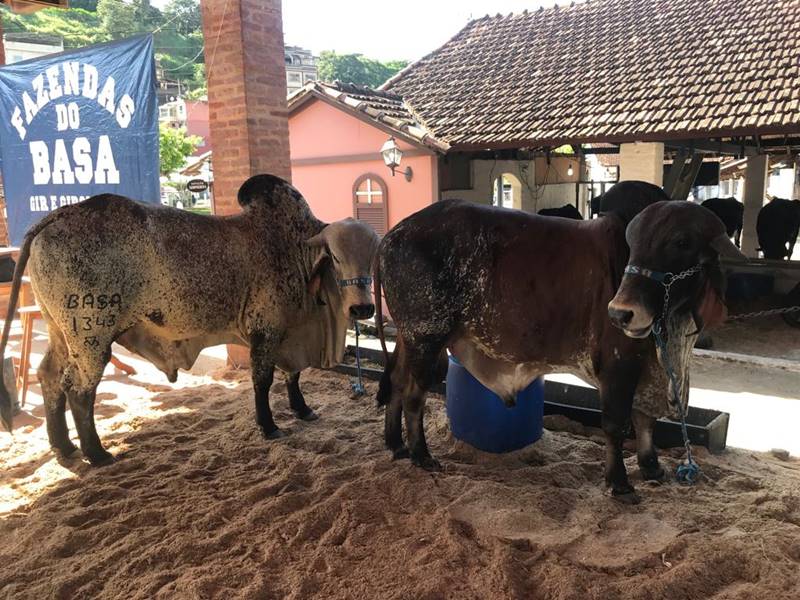 1ª Exposição Regional Girolando Sem Fronteiras reforça importância da pecuária leiteira para Leopoldina