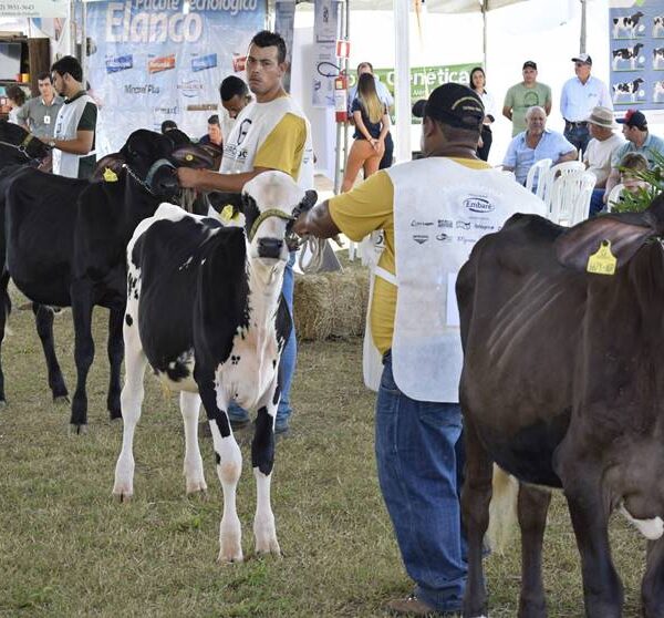 De 18 a 23 de abril Leopoldina sedia Primeira Exposição Regional Girolando Sem Fronteiras