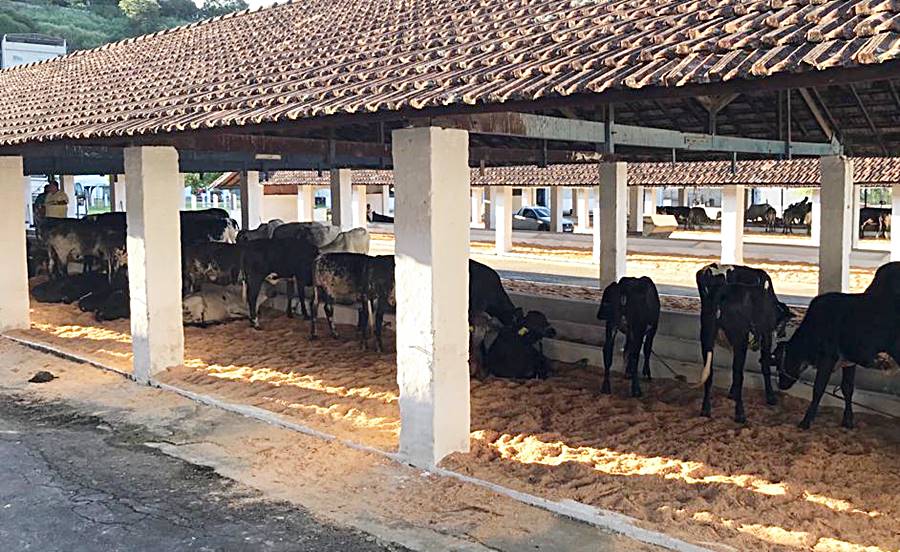 Criadores de MG e outros estados participam da Iª Exposição Regional Girolando Sem Fronteiras em Leopoldina