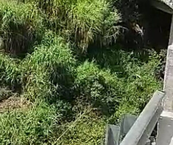 Motociclista sobrevive após cair de ponte de 25 metros na BR-267 em Argirita