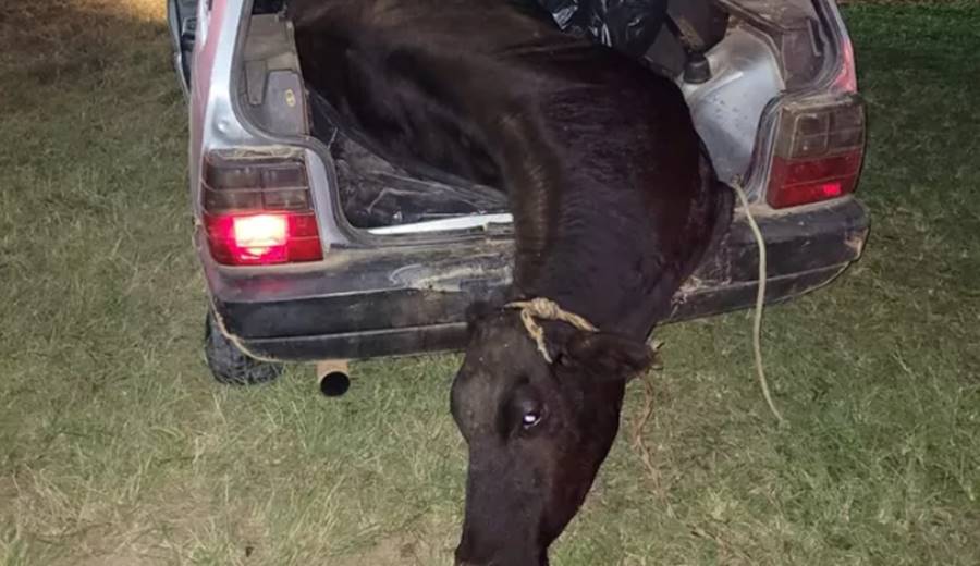 Motorista é preso com vaca amarrada dentro de carro em Carandaí