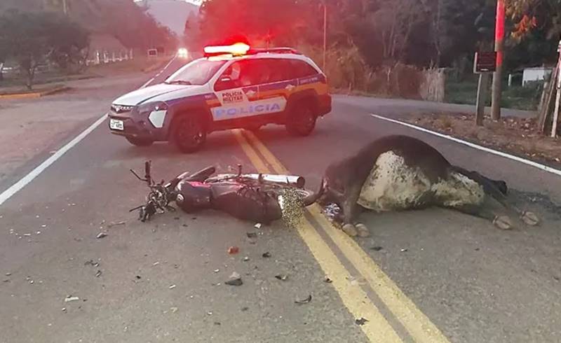 Vaca na pista causa acidente na MG-126 em São João Nepomuceno