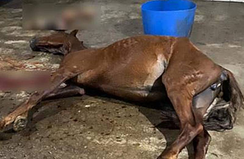 Polícias Civil e Militar flagram abatedouro clandestino e prendem 4 pessoas em Mercês