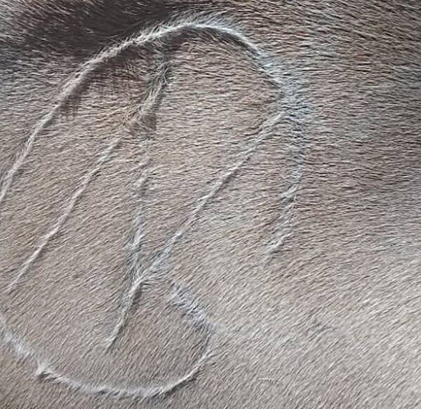 Proprietário oferece R$ 5 mil de recompensa para recuperar gado furtado em Piacatuba