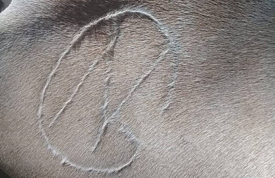 Proprietário oferece R$ 5 mil de recompensa para recuperar gado furtado em Piacatuba