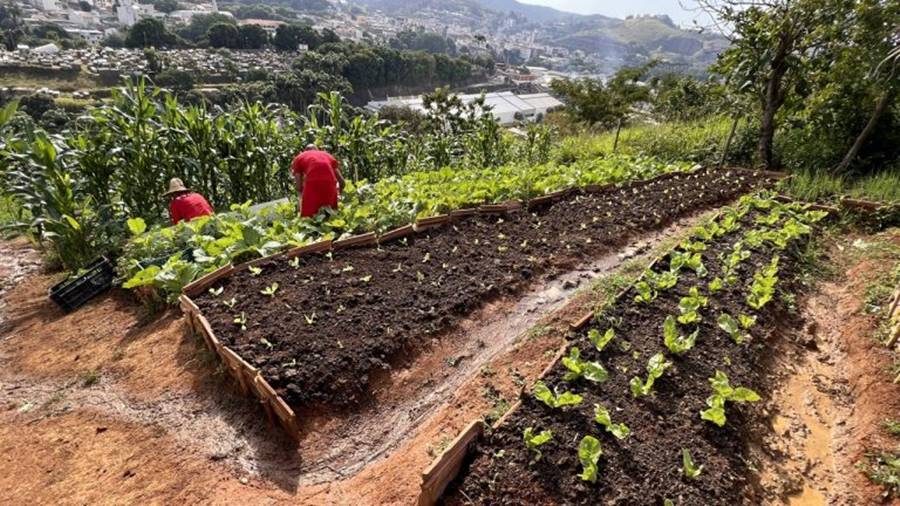 Presos cultivam horta no presídio de Cataguases
