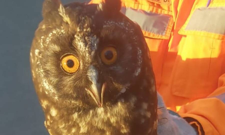 Bombeiros resgatam coruja presa em ‘linha chilena’ em Barbacena