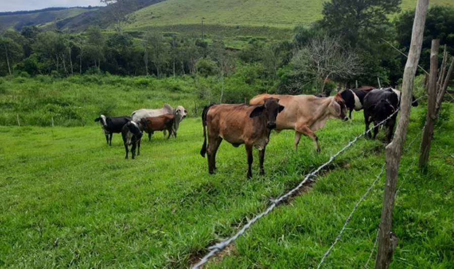 Suspeito de cometer diversos furtos de gado na região é preso pela Polícia Civil