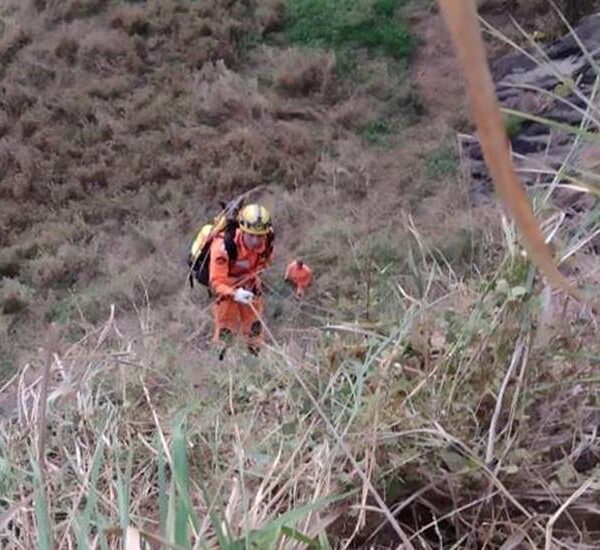 Cadela cai em penhasco e é resgatada pelo Corpo de Bombeiros em Cataguases