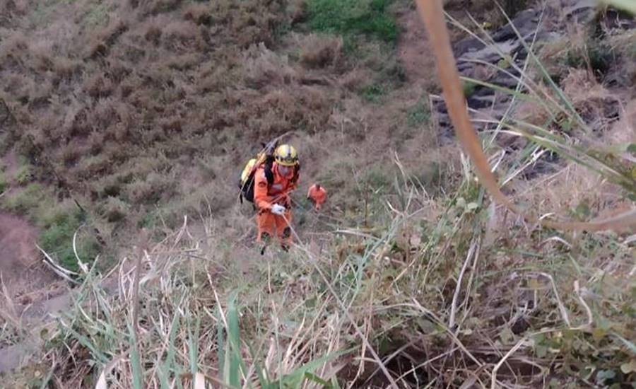 Cadela cai em penhasco e é resgatada pelo Corpo de Bombeiros em Cataguases