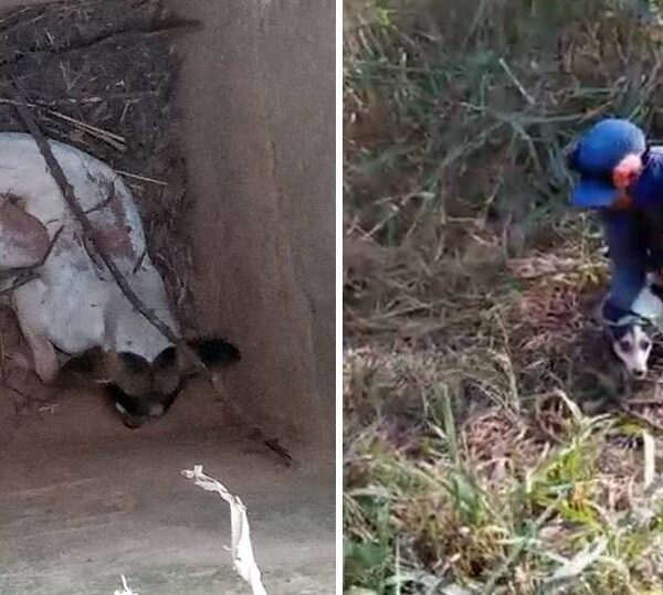 Equipe de manutenção da BR-116 resgata cão caído em bueiro entre Leopoldina e Além Paraíba