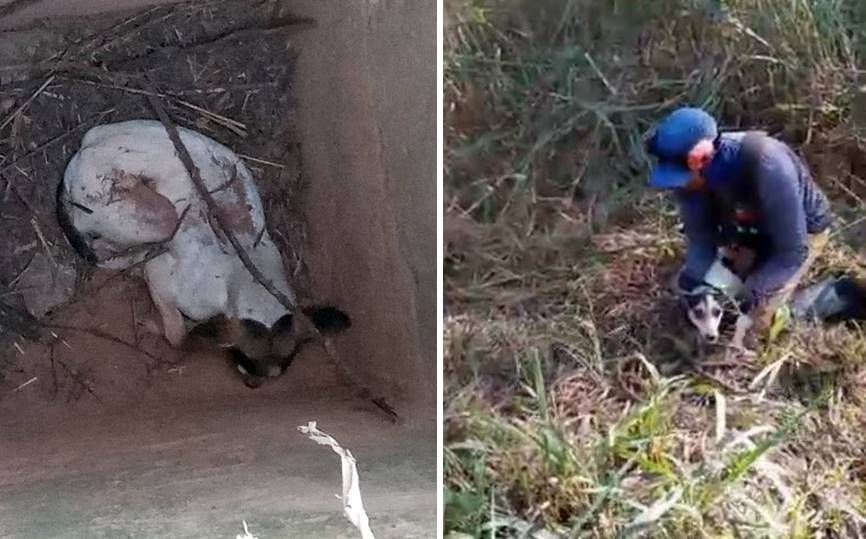 Equipe de manutenção da BR-116 resgata cão caído em bueiro entre Leopoldina e Além Paraíba